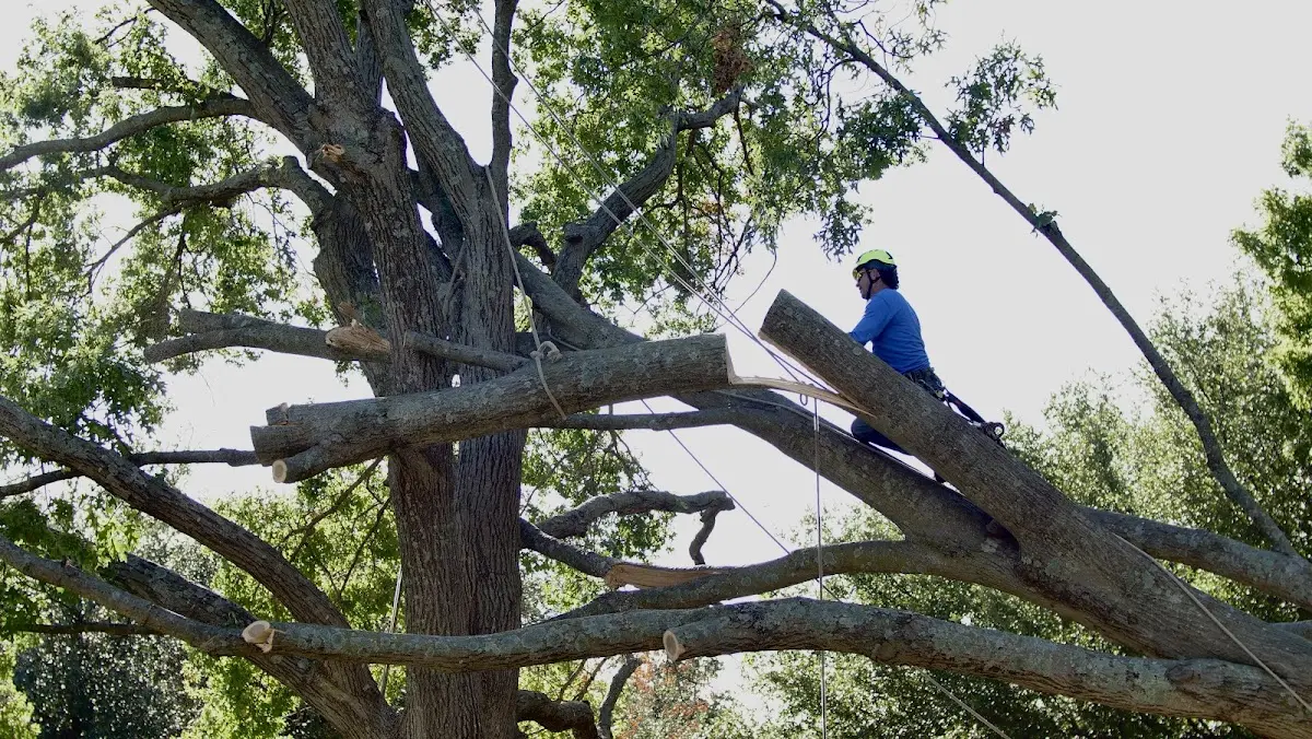 Professional Crown Thinning performed by certified arborists in March Air Reserve Base