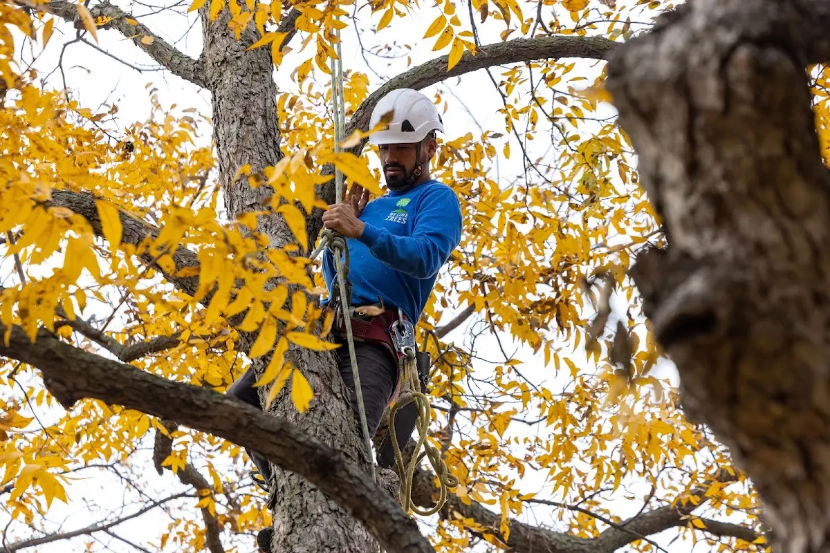 Skilled Tree Trimming crew working in March Air Reserve Base
